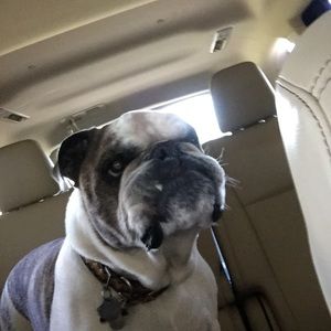 Meet your Posher, Peyton